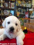 Dogs Golden Retriever
